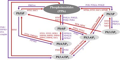 Frontiers | Phosphoinositide Signaling And Mechanotransduction In ...